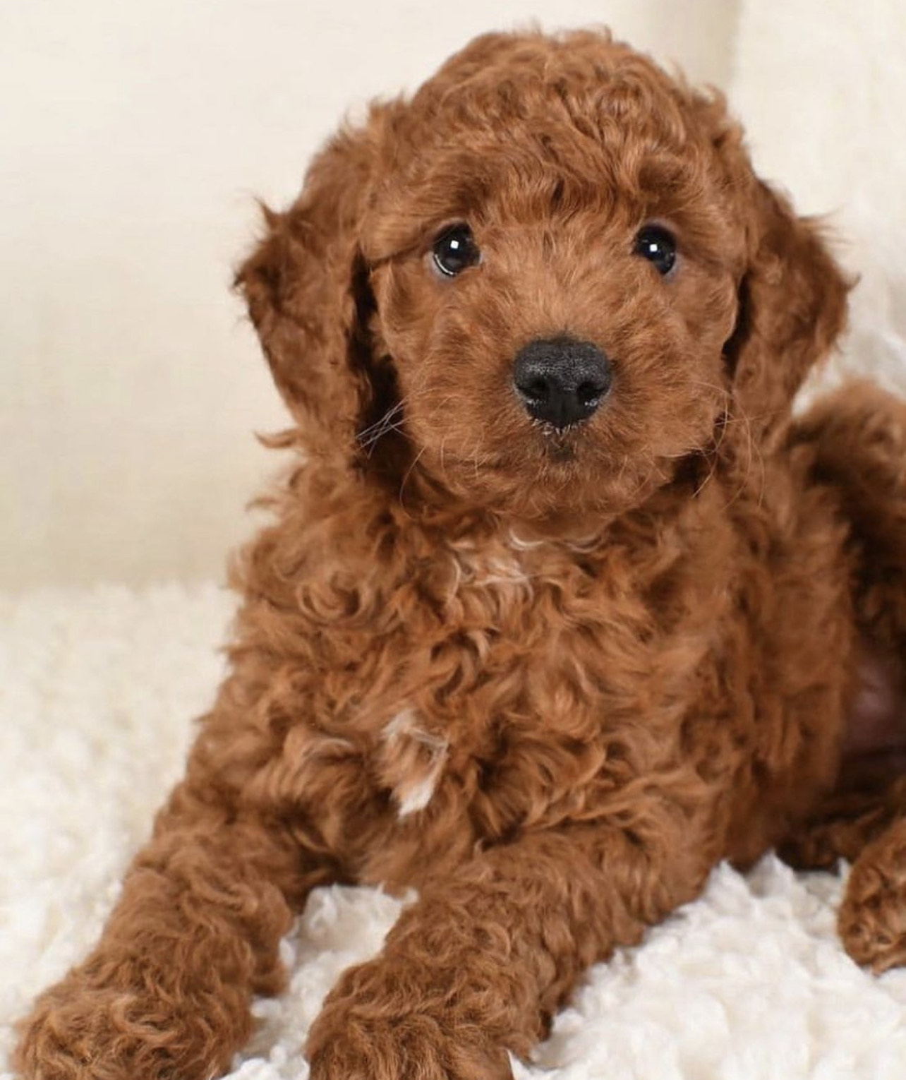 AVAILABLE PUPPIES – RADIANT DOODLES